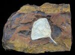 Fossil Ginkgo Leaf From North Dakota - Paleocene #58969-1